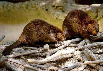 «Не в то время, не в том месте»: необычные страховые истории 2025 года